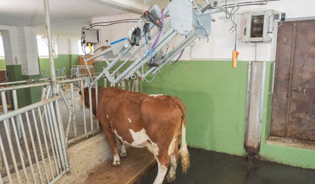 Der Speed Fix ist in der Parkpositon nach oben aufgehängt, die Kuh sperrt sich alleine und stressfrei im gewohntem Fressgitter ein