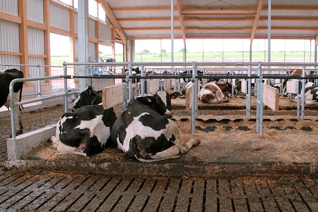 OnFarming  Gummimatten für Rinder: Das sind die Vorteile