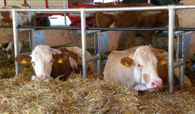 Die bewegliche Nackenkette ist mit einem Schutzrohr ausgestattet und ermöglicht den Tieren ein ungehindertes Aufstehen